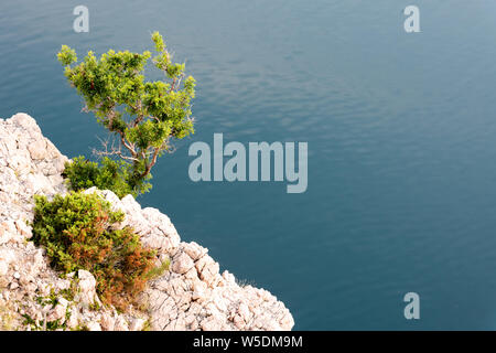 Baum in der Nähe Maslenica Brücke auf der Autobahn A 1 in der Nähe von Stadt Zadar, Kroatien Stockfoto