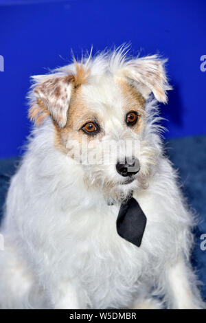 Hund am Hallmark Channel Sommer TCA2019 Ereignis in einer privaten Residenz. Beverly Hills, 26.07.2019 | Verwendung weltweit Stockfoto