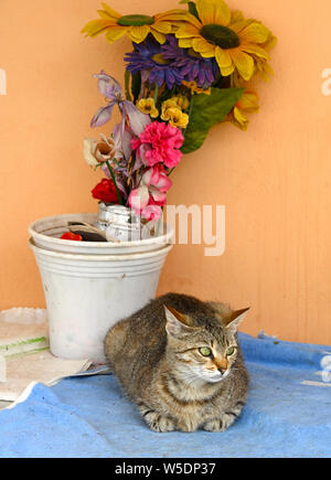 Tabby Katze in griechischen Dorf Stockfoto