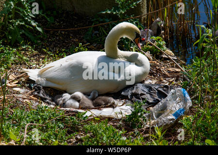 Kunststoff Verschmutzung: ein Schwan und ihre Babys mit Nest von Müll am Flussufer in Amsterdam, Niederlande Stockfoto