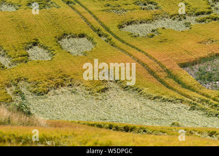 Cheltenham, Gloucestershire, England, UK. Sturm beschädigt Fruchtarten in einem Feld die Landwirte einen Großteil der Ernte ist flach, nachdem starke Winde und starken Regen. Stockfoto