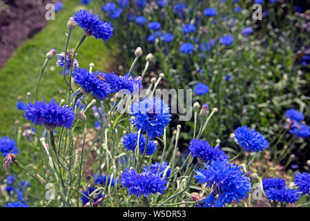 Kornblume, Centaurea cyanus. Stockfoto