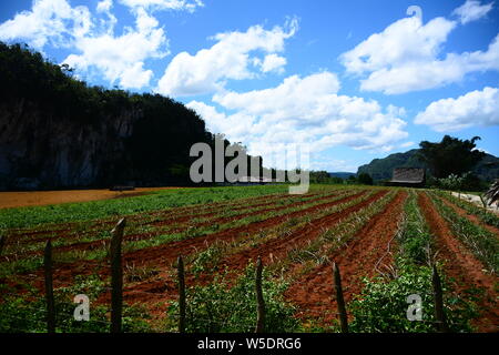 Landschaft in Kuba, in Viñales Tal in der Provinz Pinar del Río Stockfoto