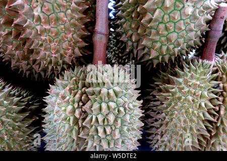 Durian zu verkaufen, oder Tor Kor Markt, Bangkok, Thailand. Stockfoto