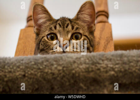 Cute tabby kitten Peers über eine Treppe Kunst Elemente Stockfoto