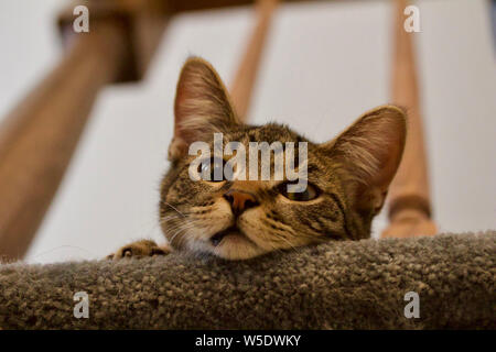 Cute tabby kitten Peers über eine Treppe Kunst Elemente Stockfoto