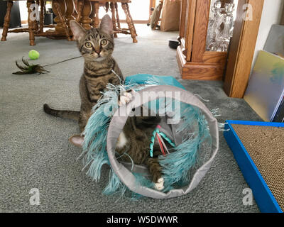 Zwei junge tabby Kätzchen spielen mit einer neuen Katze spielzeug Tunnel in ein Zimmer mit Teppichboden Stockfoto