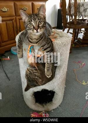 Zwei junge tabby Kätzchen spielen mit einem alten Teppichboden cat play house Stockfoto