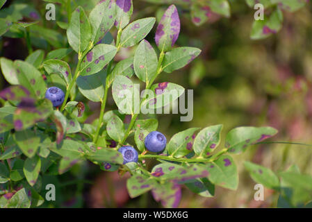 Heidelbeeren, Holz Berry im Wald in einer natürlichen Umgebung close-up Stockfoto