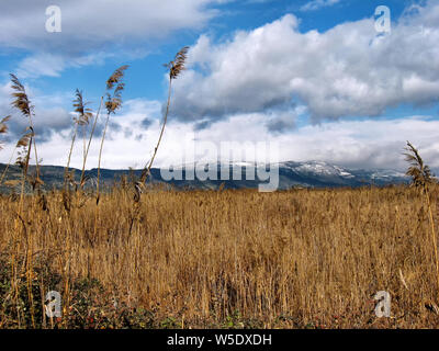 Tall marsh Gräser Vor dem Hintergrund der schneebedeckten Berge im Hula Naturschutzgebiet im oberen Galiläa Israel im Winter. Stockfoto