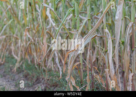 Maisernte unter der Dürre. Mais in einem Feld durch Dürre während eine heiße, trockene Sommer in der deutschen Landschaft betroffen Stockfoto