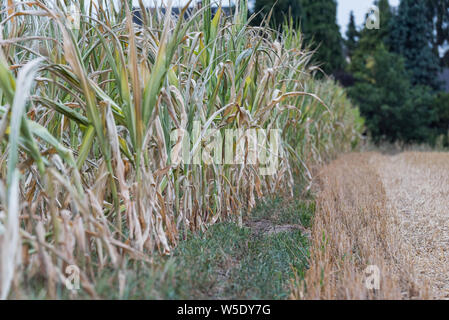 Maisernte unter der Dürre. Mais in einem Feld durch Dürre während eine heiße, trockene Sommer in der deutschen Landschaft betroffen Stockfoto