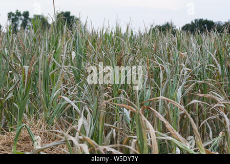 Maisernte unter der Dürre. Mais in einem Feld durch Dürre während eine heiße, trockene Sommer in der deutschen Landschaft betroffen Stockfoto