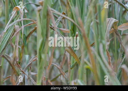 Maisernte unter der Dürre. Mais in einem Feld durch Dürre während eine heiße, trockene Sommer in der deutschen Landschaft betroffen Stockfoto