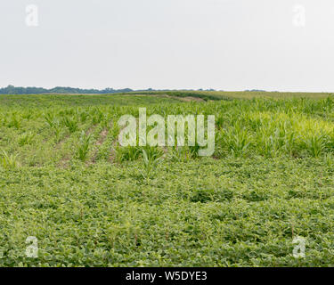 Freiwillige Mais wachsen in der sojabohne Bauernhof Feld Stockfoto