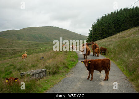 Nant y Moch. Aberystywth, Ceredigion Stockfoto