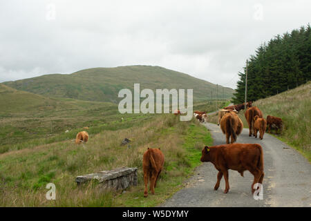 Nant y Moch. Aberystywth, Ceredigion Stockfoto