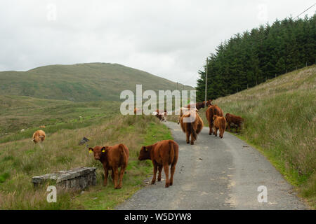 Nant y Moch. Aberystywth, Ceredigion Stockfoto