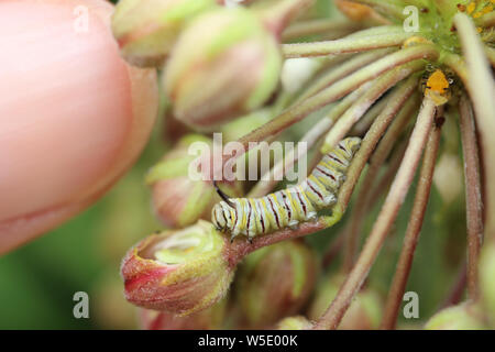 Eine hungrige Zweite instar monarch butterfly Caterpillar essen einige gemeinsame milkweed Blütenknospe. Stockfoto