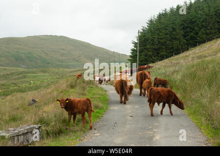 Nant y Moch. Aberystywth, Ceredigion Stockfoto