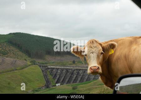 Nant y Moch. Aberystywth, Ceredigion Stockfoto