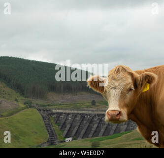 Nant y Moch. Aberystywth, Ceredigion Stockfoto