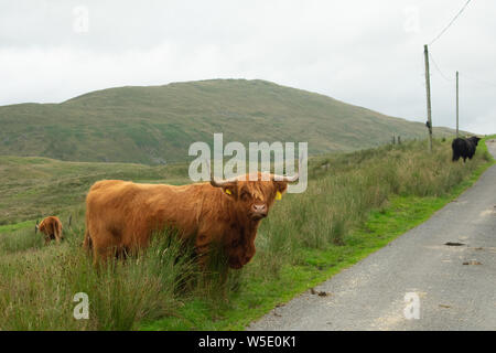 Nant y Moch. Aberystywth, Ceredigion Stockfoto