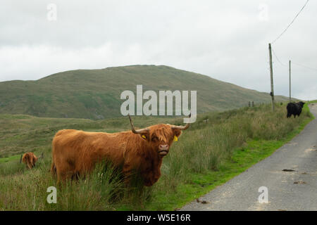 Nant y Moch. Aberystywth, Ceredigion Stockfoto