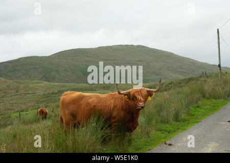 Nant y Moch. Aberystywth, Ceredigion Stockfoto