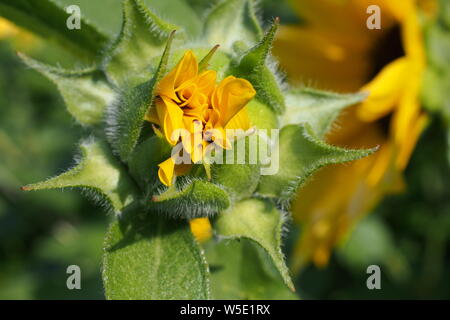 Gemeinsame Sonnenblume (Helianthus annuus) Bud über zu öffnen, Blütenblätter nur sichtbar. Oder, die Kelchblätter der Kelch wurfgeschoss der Corolla offenbaren. Stockfoto