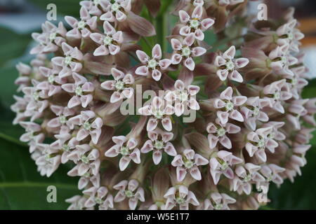 Close Up (Makro) der Blume der Gemeinsamen Seidenpflanze (Asclepias). Stockfoto