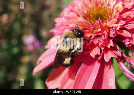 Bumblebee Pollen sammeln Auf einem Zinnia elegans, Ottawa, Ontario, Kanada. Stockfoto