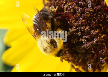 Rusty gepatcht Hummel (Bombus affinis) Pollen sammeln von einem gemeinsamen Sonnenblume (Helianthus annuus). Stockfoto