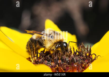 Rusty gepatcht Hummel (Bombus affinis) Pollen sammeln von einem gemeinsamen Sonnenblume (Helianthus annuus). Stockfoto