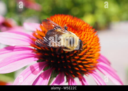 Nahaufnahme von einer Hummel auf einem Sonnenhut (Echinacea purpurea) Kopf (blütenstand). Stockfoto