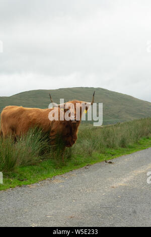 Nant y Moch. Aberystywth, Ceredigion Stockfoto