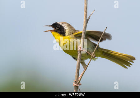 Gemeinsame yellowthroat (Geothlypis trichas) männlichen Gesang in der wiese gras, Iowa, USA. Stockfoto