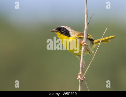 Gemeinsame yellowthroat (Geothlypis trichas) männlich in Prairie, Iowa, USA. Stockfoto