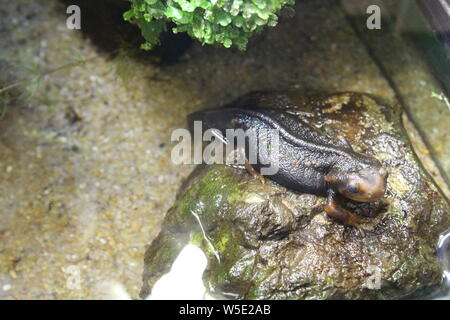 Eine kleine Newt sitzt in einem Terrarium. Natur Stockfoto