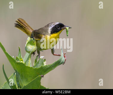 Gemeinsame yellowthroat (Geothlypis trichas) männlich mit einer Raupe im Schnabel, Iowa, USA. Stockfoto