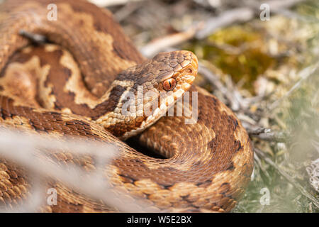 Vipera berus, eine junge Bestie, die sich auf einem heidnischen Pfad im Yateley Common, Großbritannien, sonnt Stockfoto