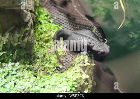 Eine kleine Newt sitzt in einem Terrarium. Natur Stockfoto