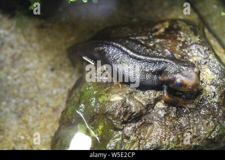 Eine kleine Newt sitzt in einem Terrarium. Natur Stockfoto