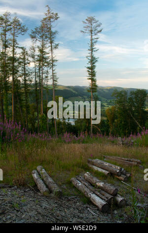 Nant y Moch. Aberystywth, Ceredigion Stockfoto