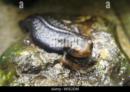 Eine kleine Newt sitzt in einem Terrarium. Natur Stockfoto