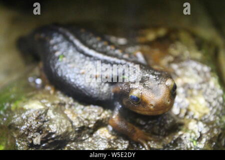 Eine kleine Newt sitzt in einem Terrarium. Natur Stockfoto