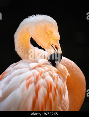 Chilenische Flamingo Stockfoto