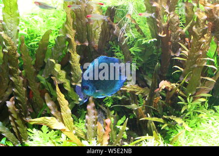 Blauer Diskus in das klare Wasser des Aquariums. Stockfoto