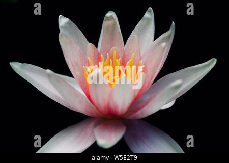 Seerose Blume Stockfoto