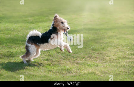 Junge Wire Fox Terrier, 6 Monate alte Hündin mit braunen und schwarzen Markierungen, spielen mit Spielzeug, Laufen und Springen voller Energie in eine grüne Wiese Stockfoto